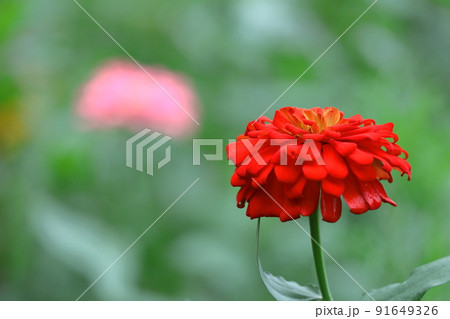 ガーデニングの定番の花 91649326