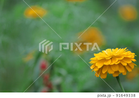 ガーデニングの定番の花 91649338