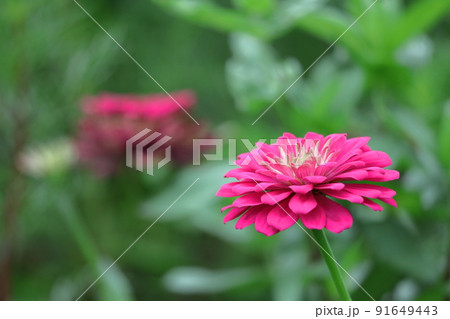 ガーデニングの定番の花 91649443