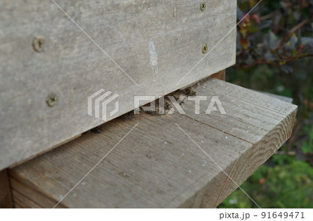 巣箱に出入りするミツバチ 巣箱に出入りするミツバチ 91649471