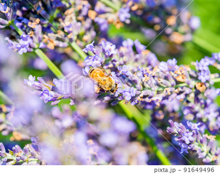 初夏の美しい景色　満開のラベンダーの蜜をあつめるかわいいミツバチ 91649496