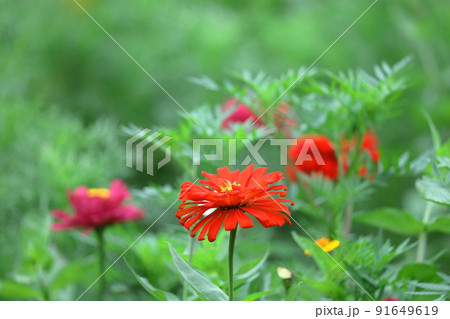 ガーデニングの定番の花 91649619