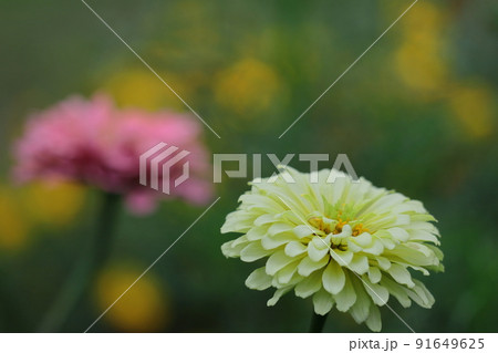 ガーデニングの定番の花 91649625