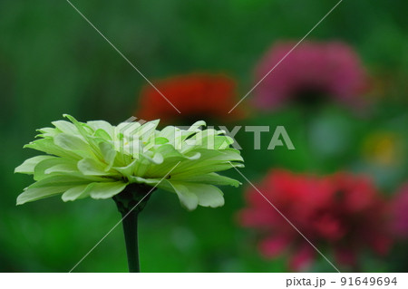 ガーデニングの定番の花 91649694