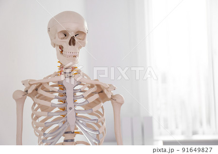 Human skeleton model in modern orthopedist's office 91649827