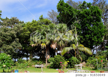 石垣島 川平湾を見下ろす丘にある庭 石垣島 川平湾を見下ろす丘にある庭 91650049