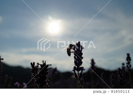 ラベンダーの花に集まるミツバチ ラベンダーの花に集まるミツバチ 91650113