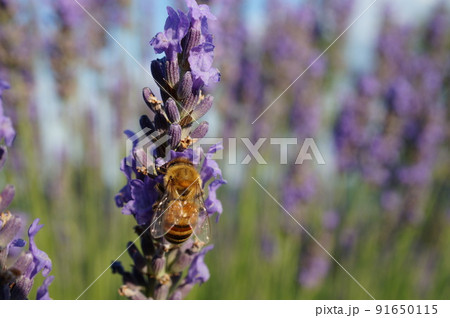 ラベンダーの花に集まるミツバチ ラベンダーの花に集まるミツバチ 91650115