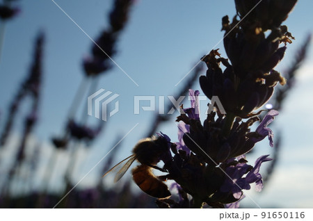 ラベンダーの花に集まるミツバチ 91650116