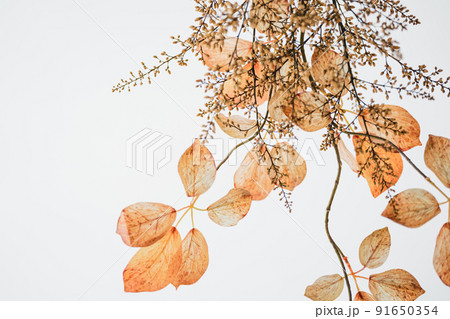 白背景のドライフラワー　素材 91650354