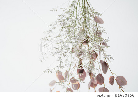 白背景のドライフラワー　素材 91650356