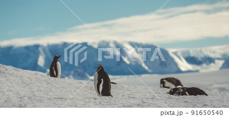 Penguins in Antarctica. Port Lockroy Penguins in Antarctica. Port Lockroy 91650540