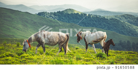 Horses graze on clean meadows. 91650588