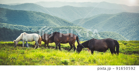 Horses graze on clean meadows. 91650592