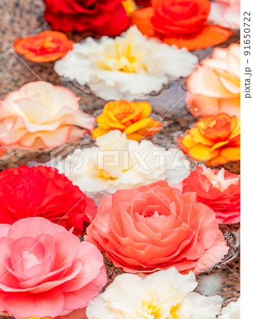 カラフルで華やかなベゴニアの花手水の写真素材