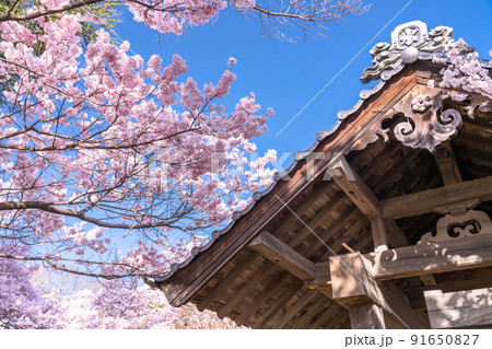 《長野県》桜満開・春の高遠城址公園 91650827