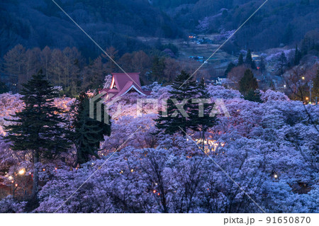 《長野県》桜満開・春の高遠城址公園 《長野県》桜満開・春の高遠城址公園 91650870