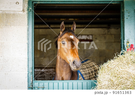 Horse in a stable 91651363