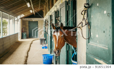 Horse in a stable 91651364