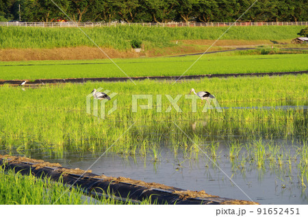 梅雨明けの水田にコウノトリが飛来している光景 ... 島根県 安来市：晴れ 91652451