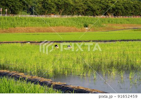 梅雨明けの水田にコウノトリが飛来している光景 ... 島根県 安来市：晴れ 91652459