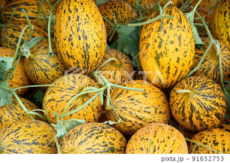 Cantaloupe melons in market ,Cantaloupe melons background,cantaloupe melon on hay grass background Cantaloupe melons in market ,Cantaloupe melons background,cantaloupe melon on hay grass background 91652753
