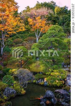埼玉飯能の秋　紅葉の能仁寺　庭園 91653107