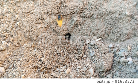 Ground bees become active in early spring. These bees dig nests in the ground, often in bare patches of the lawn or garden. 91653573