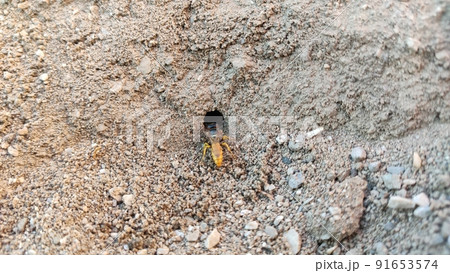 Ground bees become active in early spring. These bees dig nests in the ground, often in bare patches of the lawn or garden. 91653574