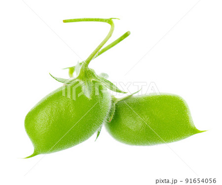 Green chickpeas in the pod, isolated on white background. Cicer arietinum. Clipping path. 91654056