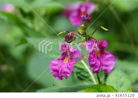 ツリフネソウの花 ツリフネソウの花 91655120