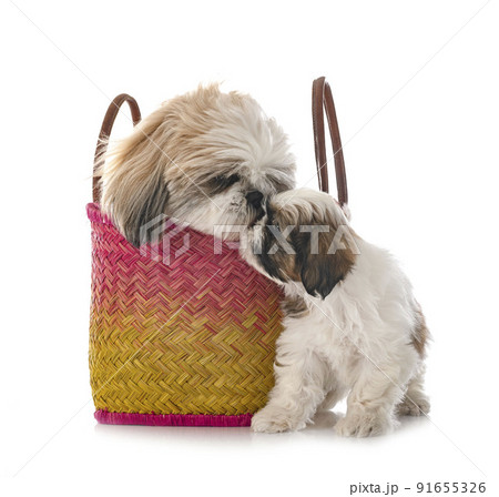 puppy and adult Shih Tzu in studio 91655326