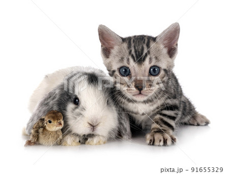 mini lop, chick and bengal kitten mini lop, chick and bengal kitten 91655329