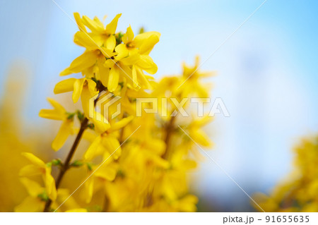 Spring blossom branch of yellow flowers against blue sky Spring blossom branch of yellow flowers against blue sky 91655635