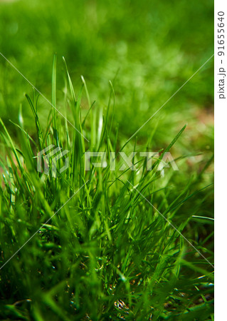 Closeup juicy green grass on the backyard Closeup juicy green grass on the backyard 91655640