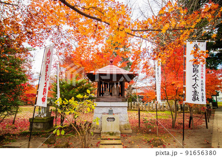 埼玉所沢の秋 紅葉の多聞院毘沙門堂 埼玉所沢の秋 紅葉の多聞院毘沙門堂 91656380
