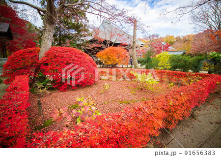 埼玉所沢の秋 紅葉の多聞院毘沙門堂 埼玉所沢の秋 紅葉の多聞院毘沙門堂 91656383