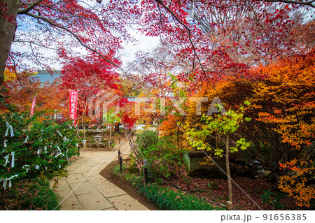 埼玉所沢の秋　紅葉の多聞院毘沙門堂 91656385