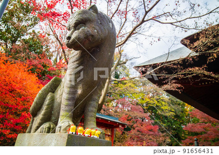 埼玉所沢の秋　紅葉の多聞院毘沙門堂　狛寅と身代わり寅 91656431