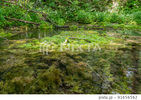 釧路川源流 初夏のカヌー行 釧路川源流 初夏のカヌー行 91656562