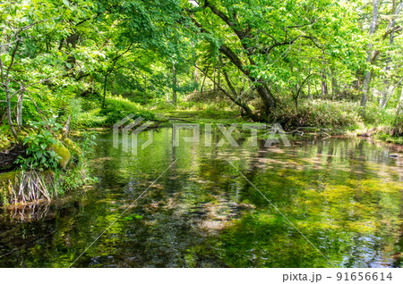 釧路川源流 初夏のカヌー行 釧路川源流 初夏のカヌー行 91656614