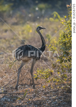 Greater Rhea, Rhea americana, Pantanal,Brazil Greater Rhea, Rhea americana, Pantanal,Brazil 91656705