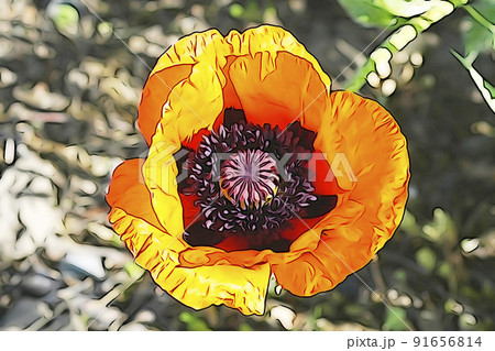 パステル調　”満開の花　オニゲシ”　イラストイメージ 91656814