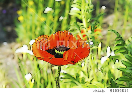 パステル調 ”満開の花 オニゲシ” イラストイメージ パステル調 ”満開の花 オニゲシ” イラストイメージ 91656815