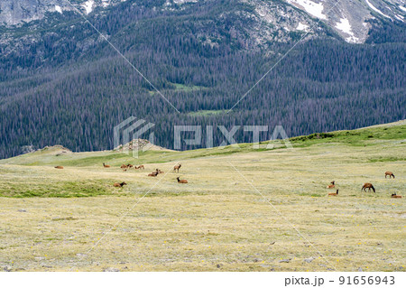 エルクの群れ ロッキーマウンテン国立公園 91656943