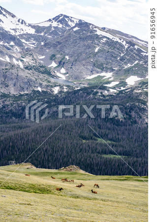 エルクの群れ ロッキーマウンテン国立公園 エルクの群れ ロッキーマウンテン国立公園 91656945