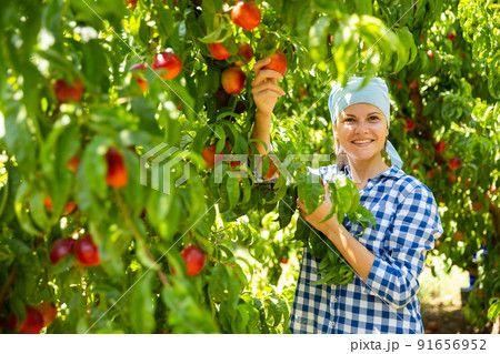 Female horticulturist in kerchief during harvesting of nectarines 91656952