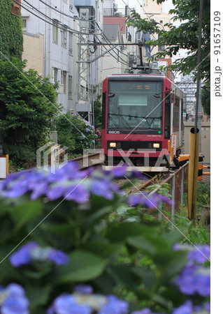 沿線の紫陽花たちに彩られた都電荒川線の電車(8900形)_2022/6/18撮影 沿線の紫陽花たちに彩られた都電荒川線の電車(8900形)_2022/6/18撮影 91657109