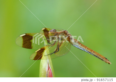 彼岸花の蕾に止まるミヤマアカネ（メス） 91657115