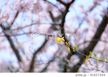 レンギョウの花 レンギョウの花 91657264
